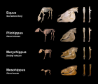evolucija 3