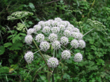 trobelika 1