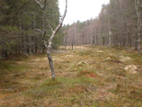 krčevina 4