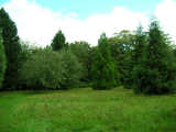 krčevina 5